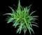 Lily Turf Grass — design image 24