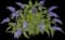 Pugster® Dwarf Butterfly Bush — design image 2