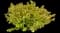 Abelia SUNTASTIC® Peach — design image 2