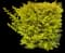 Sky Flower — design image 11