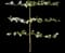 Espalier Apple Tree — design image 1