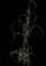 Pearl Millet — design image 4