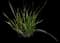 African iris — design image 6
