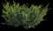 Emerald Spreader® Japanese Yew — design image 4