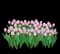 Tulips — design image 6