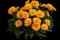 Solanna™ Golden Sphere Coreopsis grandiflora — design image 1