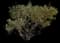 Yellow Elder — design image 2