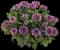 Leading Lady™ Amethyst Bee Balm — design image 1