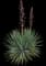 Spanish Dagger Yucca — design image 15