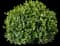Sprinter® Boxwood — design image 3