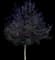 Canada Red Chokecherry Tree — design image 1
