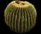 Golden Barrel Cactus — design image 7