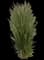 Karl Foerster Grass — design image 4