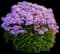 'Opening Act' Blush' Phlox — design image 1