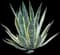 Marginata Agave Plant — design image 9
