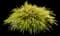 Japanese Forest Grass — design image 4