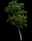 Early Glow™ Buckeye — design image 1