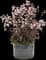 Midnight Masquerade Beardtongue (Penstemon) — design image 4