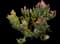 King Protea — design image 1