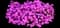 Pink Fire™ Cheddar Pink — design image 7