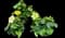 Tropical Hibiscus Tree — design image 2