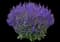 'Violet Profusion' Perennial Salvia — design image 2