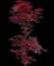 Japanese Maple Tree — design image 15