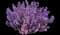 Catnip — design image 5