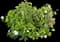 Zonal Geranium (Pelargonium zonale) — design image 2