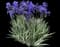 Gold Variegated Sweet Iris — design image 4