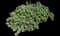 Pinwheel aeonium — design image 2