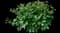 Chinese Peony — design image 11