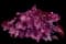 Primo® 'Wild Rose' Coral Bells — design image 2