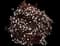 Ninebark (Physocarpus opulifolius) — design image 4