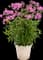 'Opening Act Ultrapink' Hybrid Phlox — design image 2