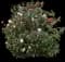 Japanese Camellia Shrub — design image 2
