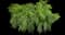 Japanese Forest Grass — design image 2