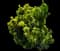 Evergreen Japanese Euonymus Shrub — design image 9