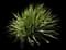 Yucca filamentosa — design image 13