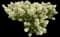 Panicle Hydrangea — design image 19