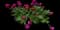 Peony (Paeonia) — design image 33
