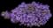 Purple Trailing Lantana — design image 2
