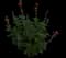 Unplugged Red Sage — design image 2