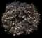 Eva Black Lace® Black Elderberry — design image 1