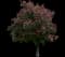 Red Buckeye — design image 3
