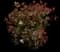 Chinese Photinia — design image 15