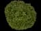 Eastern Snowball Bush — design image 6