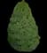 Conica Dwarf Alberta Spruce — design image 1