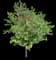 Eastern Redbud Tree — design image 14