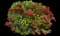 Weigela — design image 6